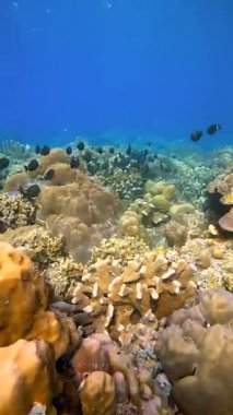 Sualtı mercan kayalıkları ve yüzen balık sürüleri. Raja Ampat, Endonezya 'da tropik deniz yaşamı sahnesi.