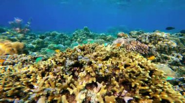 Açık mavi sularda yüzen küçük tropikal balıklarla dolu renkli bir mercan resifinin sualtı görüntüsü, Raja Ampat, Endonezya.