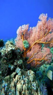 Büyük turuncu Gorgonyan mercanı. Resifin altında yeşil bir süngerle birlikte. Raja Ampat, Endonezya.