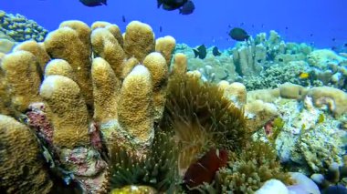 Su altı renkli balıklar, Raja Ampat 'ta şakayıkla canlı bir mercan resif yapısının etrafında yüzerler..