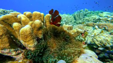Sualtı palyaço balığı, Endonezya 'nın Raja Ampat kentindeki bir mercan resifinin yanındaki anemonda yüzer..