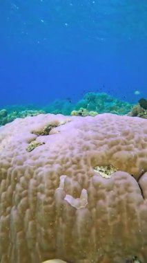 Büyük mercan oluşumu ve daha küçük mercanlar Raja Ampat, Endonezya 'da suyun altında yüzen balıklar..