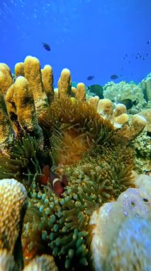 Endonezya 'nın Raja Ampat kentindeki deniz yaşamını çevreleyen renkli mercan resif oluşumları arasında ev sahibi şakayığa yuva yapmış sualtı palyaço balığı..