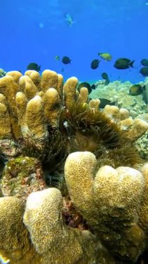 Su altı mercan resifleri, çeşitli balıklar yüzüyor ve bir şakayığın içinde saklanan palyaço balığı, Raja Ampat, Endonezya.