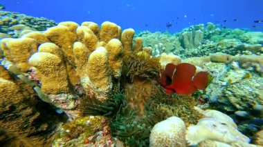 Değişik deniz mercan resiflerinin arasına yerleştirilmiş renkli bir palyaço balığı. Raja Ampat, Endonezya..
