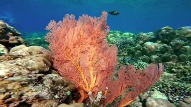 Büyük pembe gorgonia yelpazesi, su altında mercan resifinde, küçük balıkların yüzdüğü yerde. Bali, Endonezya.