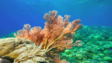 Büyük turuncu bir Gorgonian deniz mercanı, Endonezya 'nın Bali kentinde canlı bir mercan resifi üzerinde yetişir..