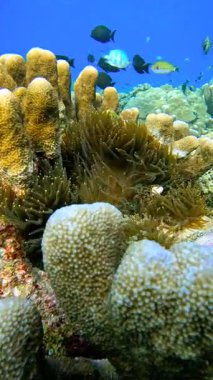 Üzerinde sert mercanlar, deniz şakayıkları ve tropikal balıklar yüzen sualtı mercan resifleri, Raja Ampat, Endonezya.