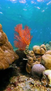 Suyun altında, turuncu yelpaze mercanlar ve Avustralya 'daki Büyük Set Resifi' nde güneş ışığı ve balık bulunan diğer mercanlar..