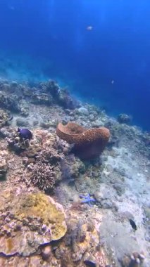 Mercan resifinde su altında, büyük bir fıçı sünger balık ve mavi bir deniz yıldızı ile çevrilidir..