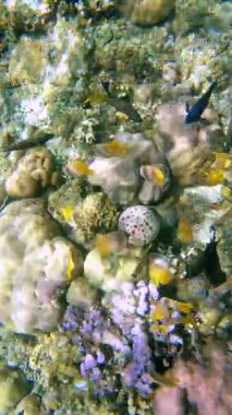 Değişik mercan oluşumları arasında yüzen tropikal balıkların sualtı görüntüsü ve gelişmekte olan mercan resif yapısında bulunan iğneli deniz yıldızı..