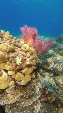 Deniz altı pembe yelpaze mercanları tropikal mercan resiflerinde yetişiyor ve yakınlarda küçük balıklar yüzüyor..