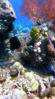 Suyun altında, çeşitli mercan resifleri Avustralya 'nın Büyük Set Resifi' nde renkli mercanlar, deniz yelpazeleri, crinoidler ve balıklara ev sahipliği yapar..