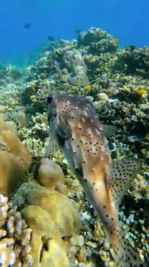 Suyun altında, benekli bir kirpi balığı Avustralya 'daki Büyük Set Resifi' nde detaylı bir mercan resifinin üzerinde yüzüyor..