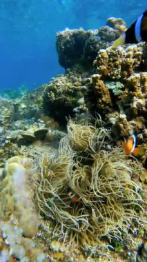 Avustralya 'daki Büyük Set Resifi' nde deniz şakayığı ve mercan resiflerinin yakınında yüzen iki palyaço balığı..