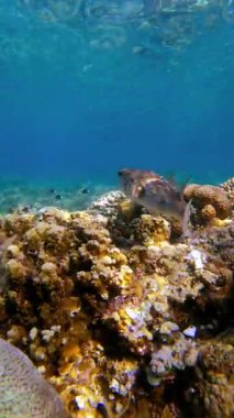Yetişkin bir kirpi balığı, deniz yaşamı ile birlikte su altında bir mercan resifinin üzerinde yüzer. Büyük Set Resifi, Avustralya.