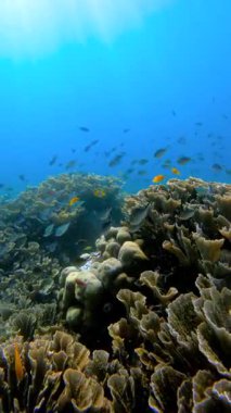Mercan resifinin sualtı görüntüsü ve mercan yapıları arasında yüzen balıklar. Büyük Set Resifi, Avustralya.