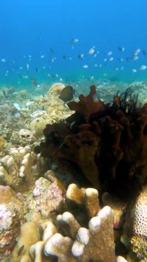 Su altı mercan resifi ve mavi okyanus suyunda sert ve yumuşak mercanların arasında yüzen küçük tropikal balıklar..