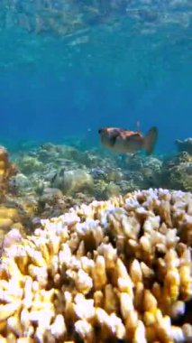 Avustralya 'daki Büyük Set Resifi' nde su altında mercan resifinin yanında yüzen bir kirpi balığı..