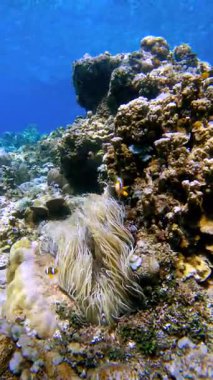 İki canlı palyaço balığı okyanusun altındaki tropikal bir resif üzerinde mercan oluşumlarının yakınında beyaz ve sarı anemonlar arasında yüzerler..