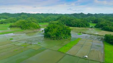 Chocolate Hills 'in hava manzarası, su dolu pirinç tarlalarıyla çevrili yuvarlak tepecikler Bohol, Filipinler' de mavi bir gökyüzü altında.