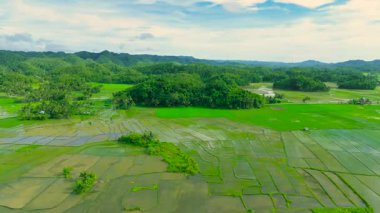 Filipinler, Bohol 'da bulunan mavi gökyüzü altında yeşil pirinç tarlaları ve ormanlı tepeler..
