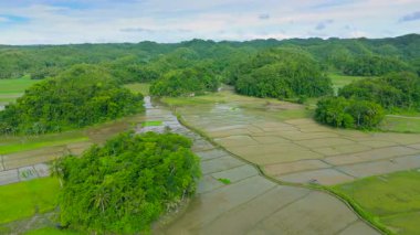 Yeşil pirinç tarlaları ve bulutlu gökyüzünün altındaki ağaçlarla kaplı tepeler, sel basmış tarım alanları ve tropikal bitki örtüsü, Bohol, Filipinler.