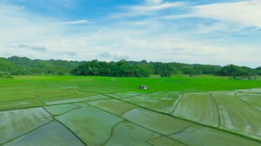 Yeşil pirinç tarlalarının ve teraslı tarlaların gündüz vakti ormanlık Çikolata Tepeleri, Bohol, Filipinler.