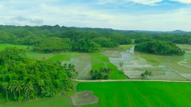 Filipinler 'in Bohol Adası' nda dağınık palmiye ağaçları ile dolu yeşil, konik tepeler ve pirinç tarlaları..