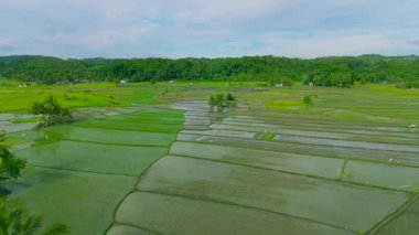 Filipinler, Bohol 'da, tropikal ormanlar ve dağınık kırsal evlerle çevrili yeşil pirinç tarlalarının ve sel basmış tarlalarının havadan görünüşü.