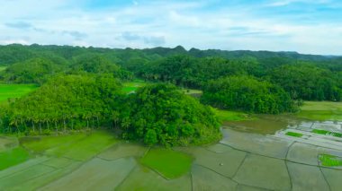 Konik yeşil tepelerin ve mavi gökyüzü altındaki pirinç tarlalarının havadan görünüşü, Çikolata Tepeleri, Bohol, Filipinler.