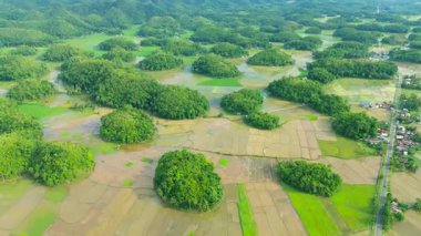 Yuvarlak jeolojik oluşumlar, Chocolate Hills, pirinç tarlaları ve kırsal köyler, Bohol, Filipinler.