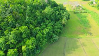 Filipinler, Bohol Adası 'ndaki kırsal bir tarım arazisi olan uzak tepelere uzanan yeşil pirinç tarlalarının ve yemyeşil tropikal ormanların havadan görünüşü.
