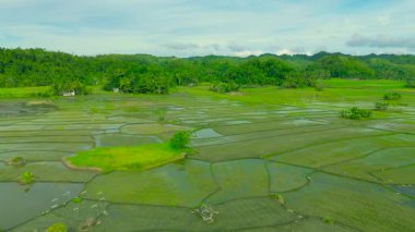 Çikolata Tepeleri, Bohol, Filipinler ile çevrili yeşil pirinç tarlalarının ve sel basmış tarlalarının havadan görüntüsü.