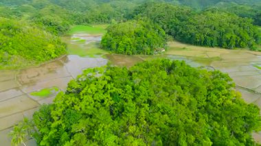 Su basmış pirinç tarlaları, ekili tarlaları, Chocolate Hills, Bohol, Filipinler 'in havadan çekilmiş yeşil tepeleri..