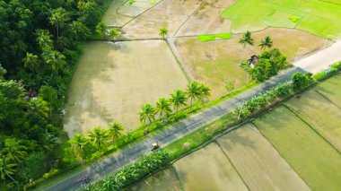 Yeşil pirinç tarlalarının ve hindistan cevizi palmiyelerinin arasından geçen kırsal bir yolun havadan görünüşü. Bohol, Filipinler 'de küçük binalar tropikal bitki örtüleri arasındadır..
