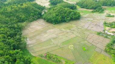 Pirinç tarlaları ve tropikal bitkiler Bohol, Filipinler ile çevrili yeşil konik çikolata tepelerinin havadan görünüşü.