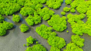 Sel basmış yeşil bir ormanın havadan görünüşü, sığ sulardan yükselen sayısız ağaç kümeleri. Amazon Nehri, Brezilya.