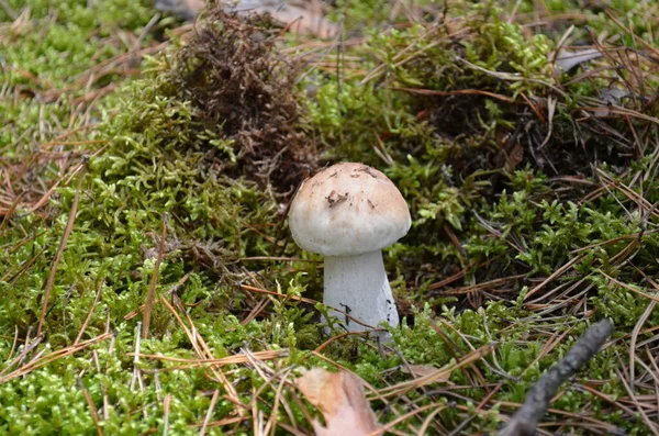 Weißer Pilz Wald — Stockfoto