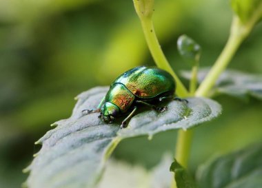 Vahşi doğada böceğe yakın.