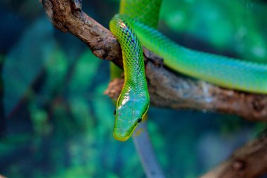 Yılan görüntüsünü kapat 