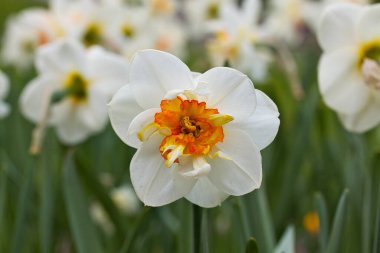İlkbaharın yanında beyaz narsislik