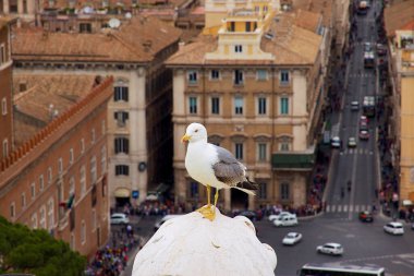 Roma 'da bir binadaki martı.