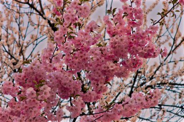 Güzel kiraz çiçeklerinin yakın çekimi.