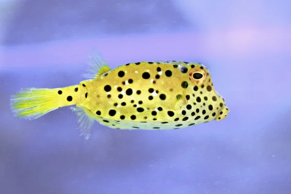 beautiful but poisonous and dangerous puffer fish