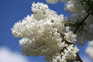 Leylak Rüyalar. Güzel leylak.