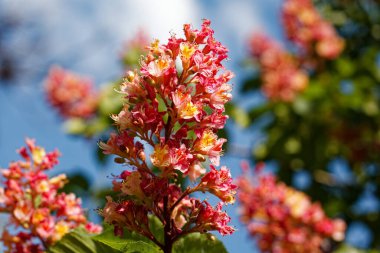 Chestnut Charisma: Bir Çiçek Gösterisi. Kestane çiçeği.