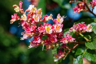 Chestnut Charisma: Bir Çiçek Gösterisi. Kestane çiçeği.