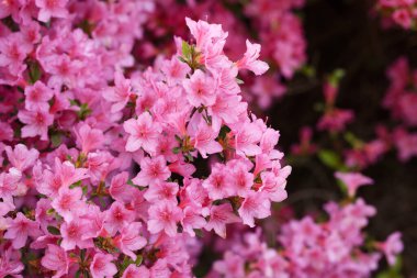 Kızaran Çiçek: Yakın çekim Çalışması