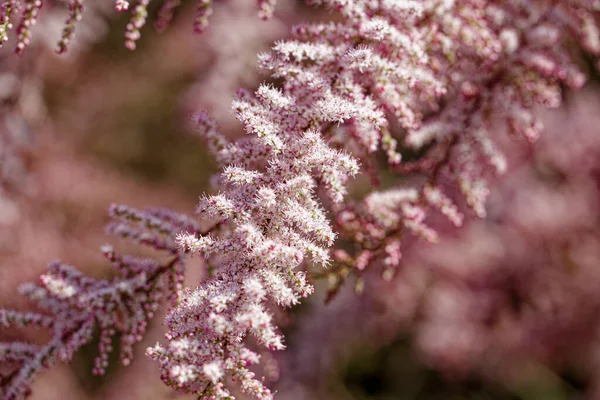 Prachtige Struik Met Kleine Roze Bloemen — Stockfoto